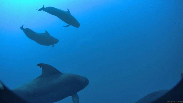 Hawaiian Short-Finned Pilot Whales Need Thousands of Squid Each Year to Stay Energized