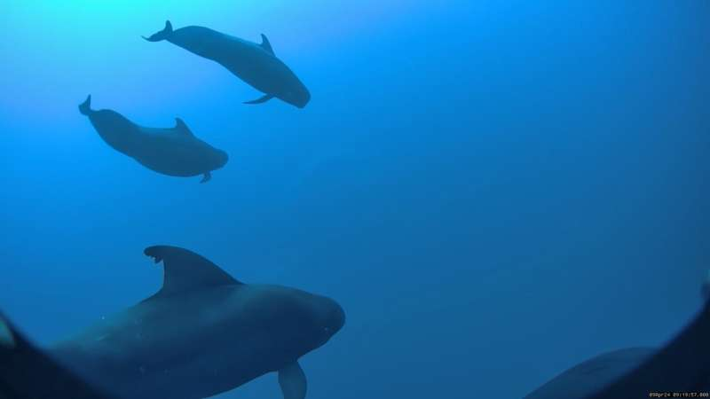 Hawaiian Short-Finned Pilot Whales Need Thousands of Squid Each Year to Stay Energized