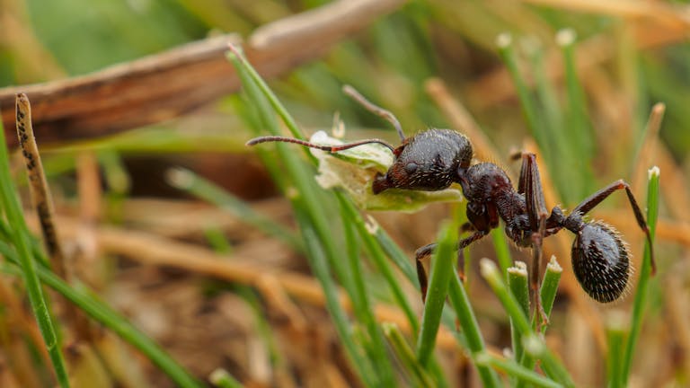 Macro image of an ant on grass, captured in Dagestan, Russia.