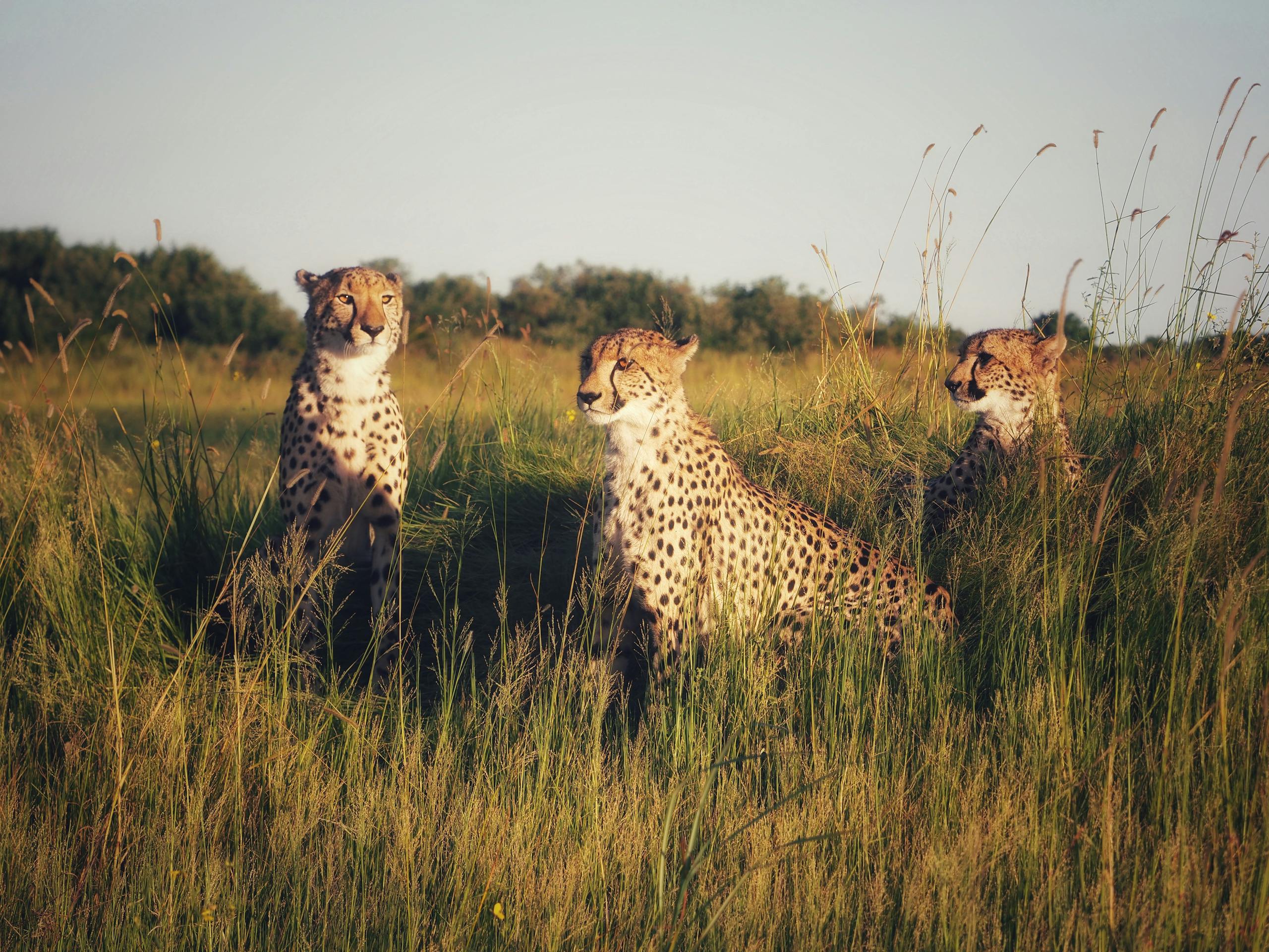 Three cheetahs in a field during a warm sunset, captured in a natural habitat setting.