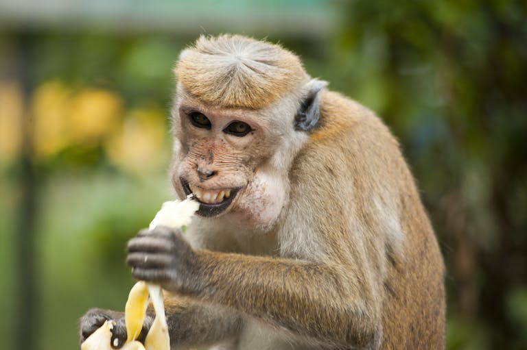 Toque macaque munching on a banana outdoors in Ella, Sri Lanka.