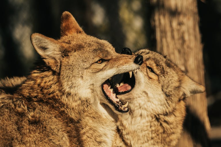 Two coyotes playfully engage, showcasing natural behaviors in the wild.
