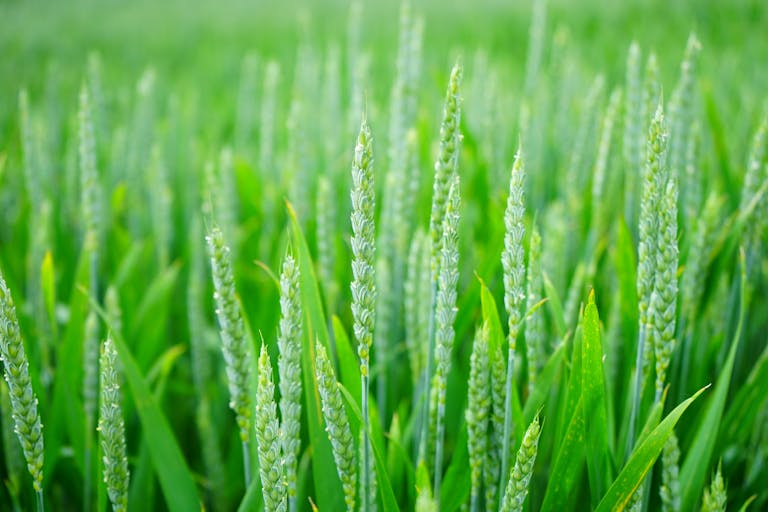 Vibrant green wheat field with tall stalks in focus, capturing nature's essence.