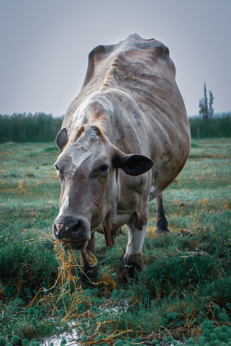 A cow eating grass in a peaceful rural pasture, showcasing agricultural life.