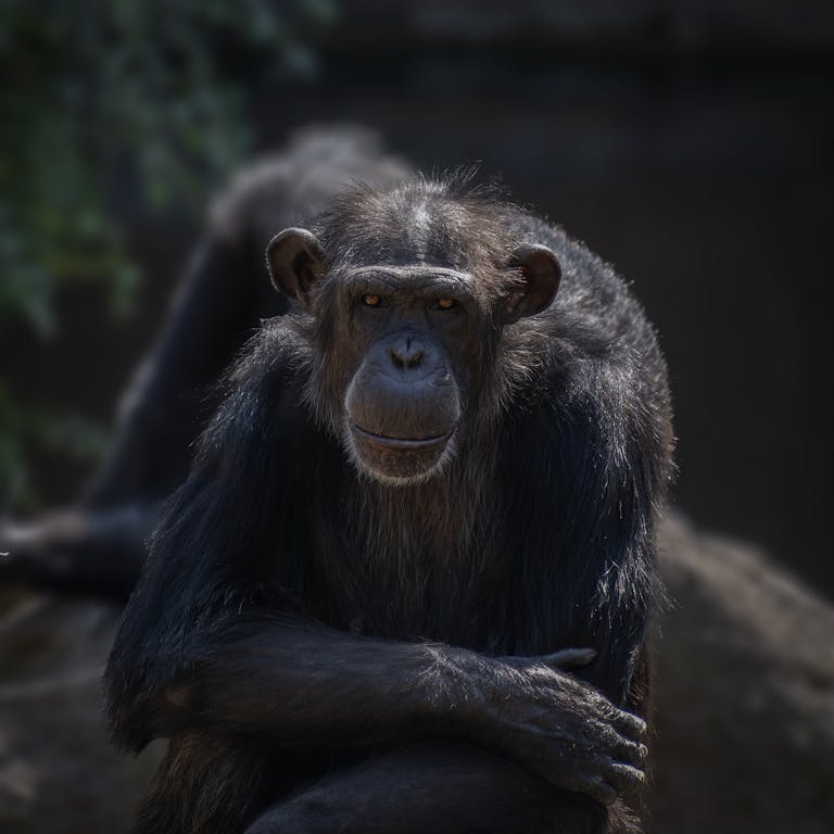 A focused close-up of a chimpanzee with crossed arms in a natural setting.