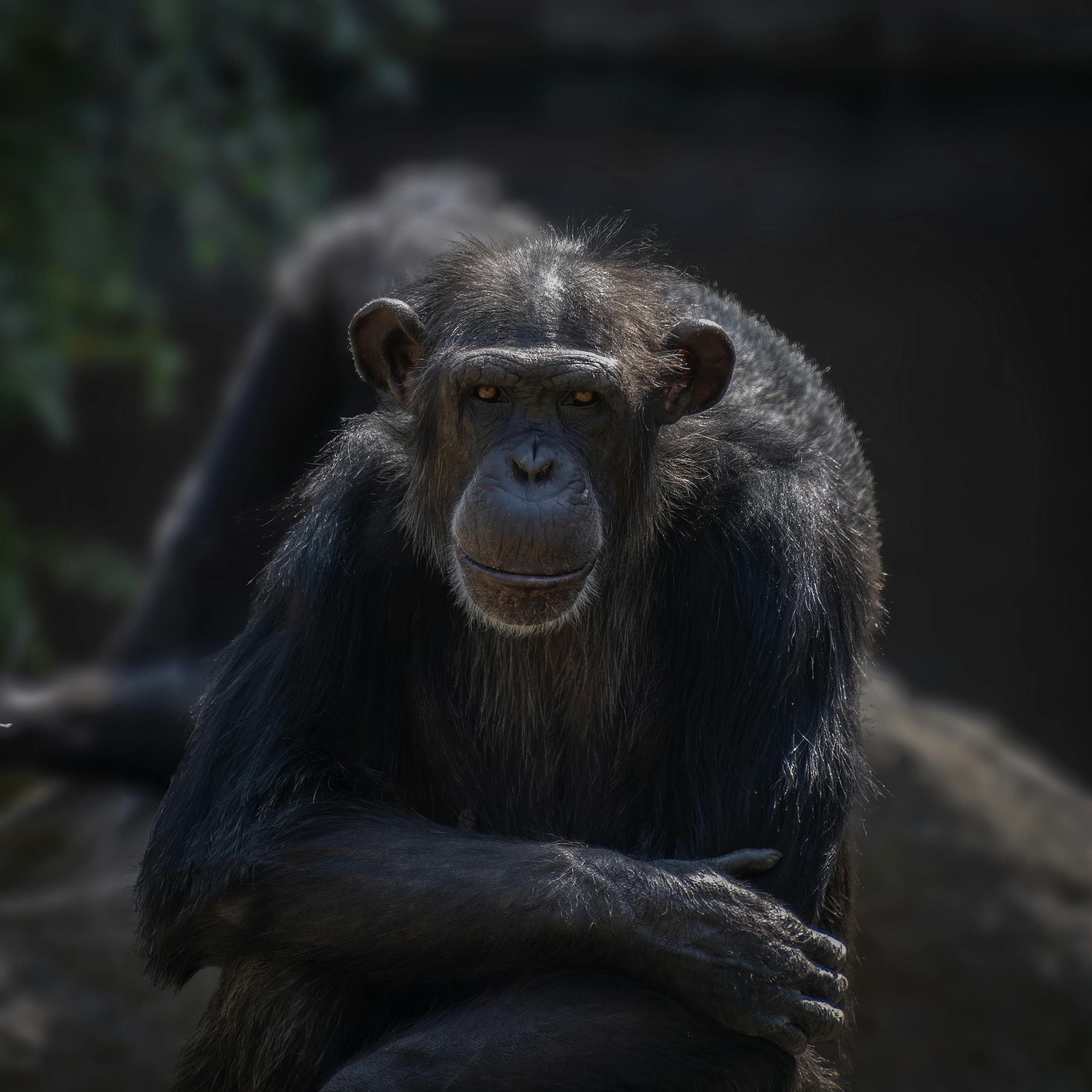 A focused close-up of a chimpanzee with crossed arms in a natural setting.
