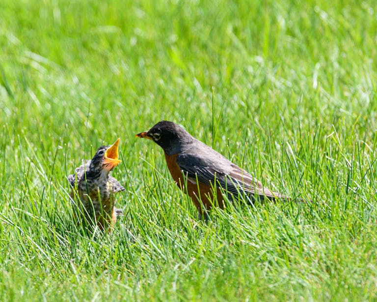 A mother American robin feeds its hungry chick amidst vibrant green grass.
