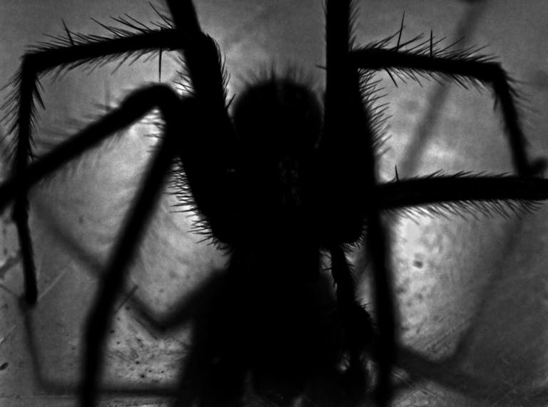 An eerie spider silhouette in black and white, casting dramatic shadows.