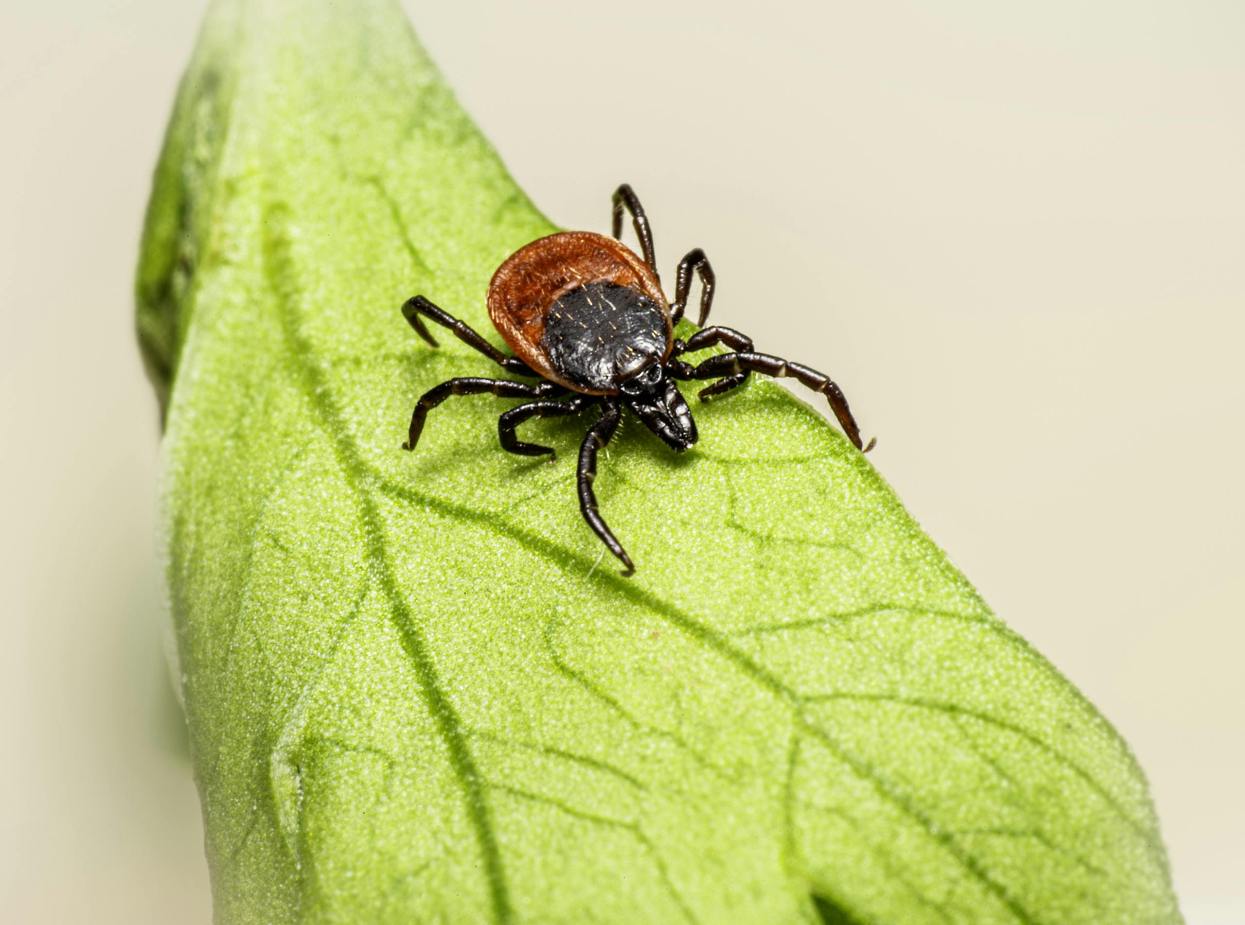 Close-up of an Ixodes ricinus tick on a green leaf, highlighting its parasitic nature and disease potential.