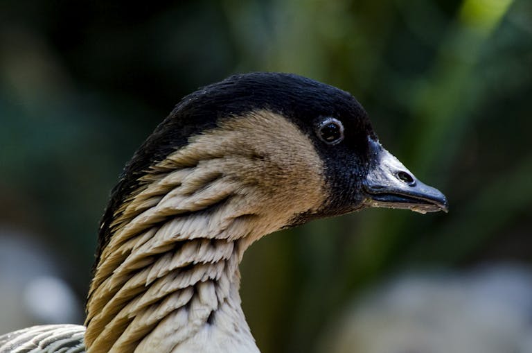 Close-up shot of a Nene Goose showing distinctive plumage and beak.