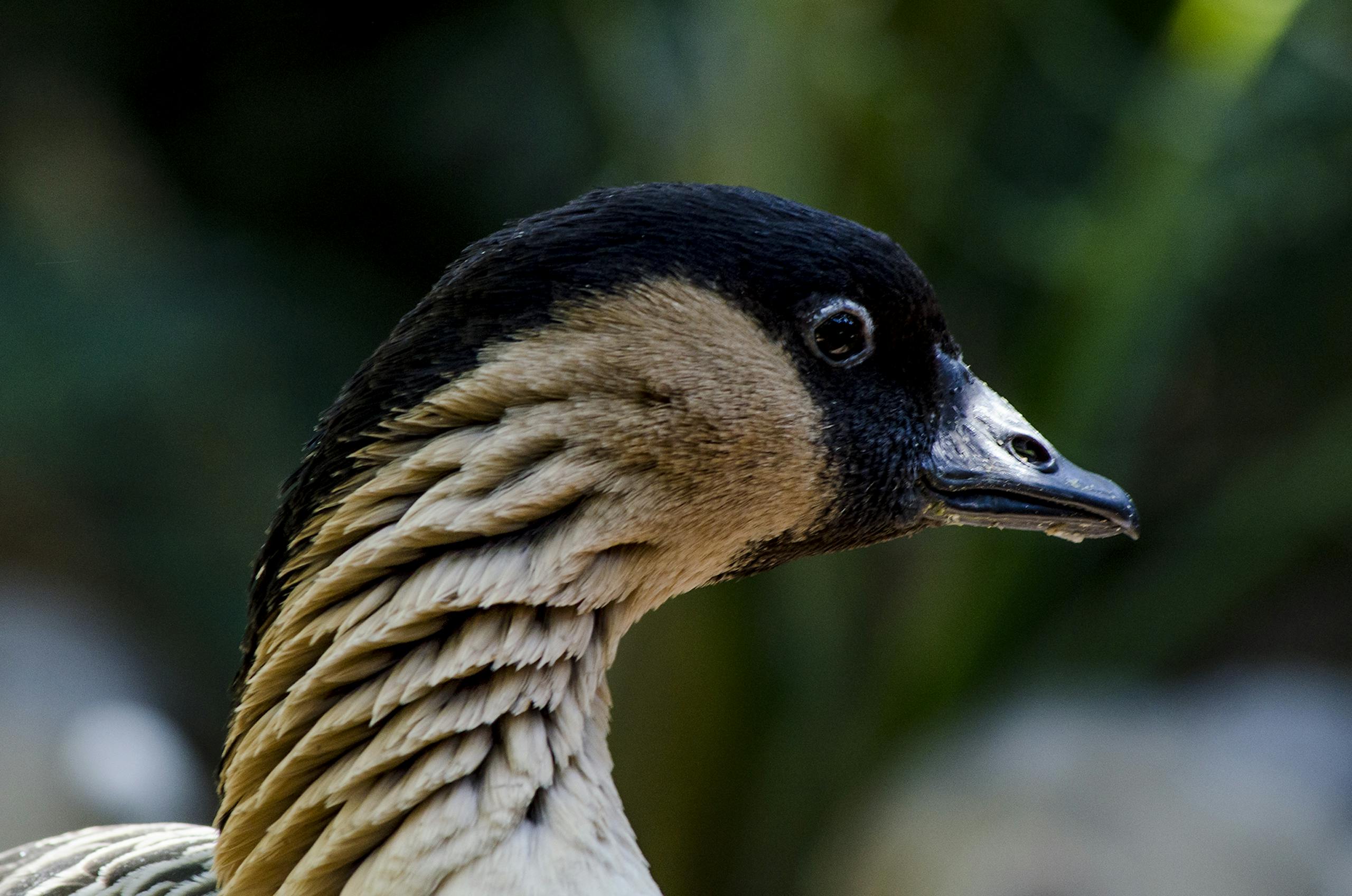 Close-up shot of a Nene Goose showing distinctive plumage and beak.