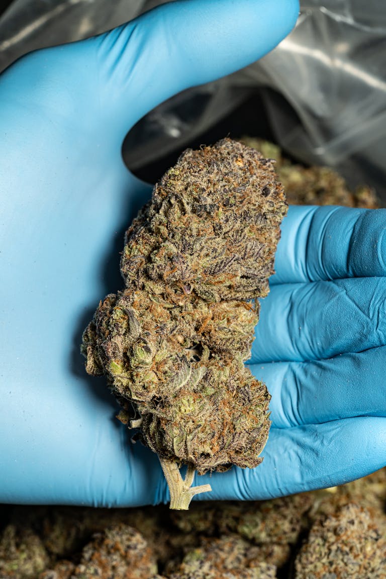 Detailed view of cannabis bud held by gloved hand, showcasing texture and color.