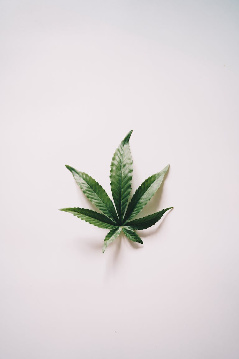 High-quality studio shot of a cannabis leaf against a white background, perfect for wellness themes.