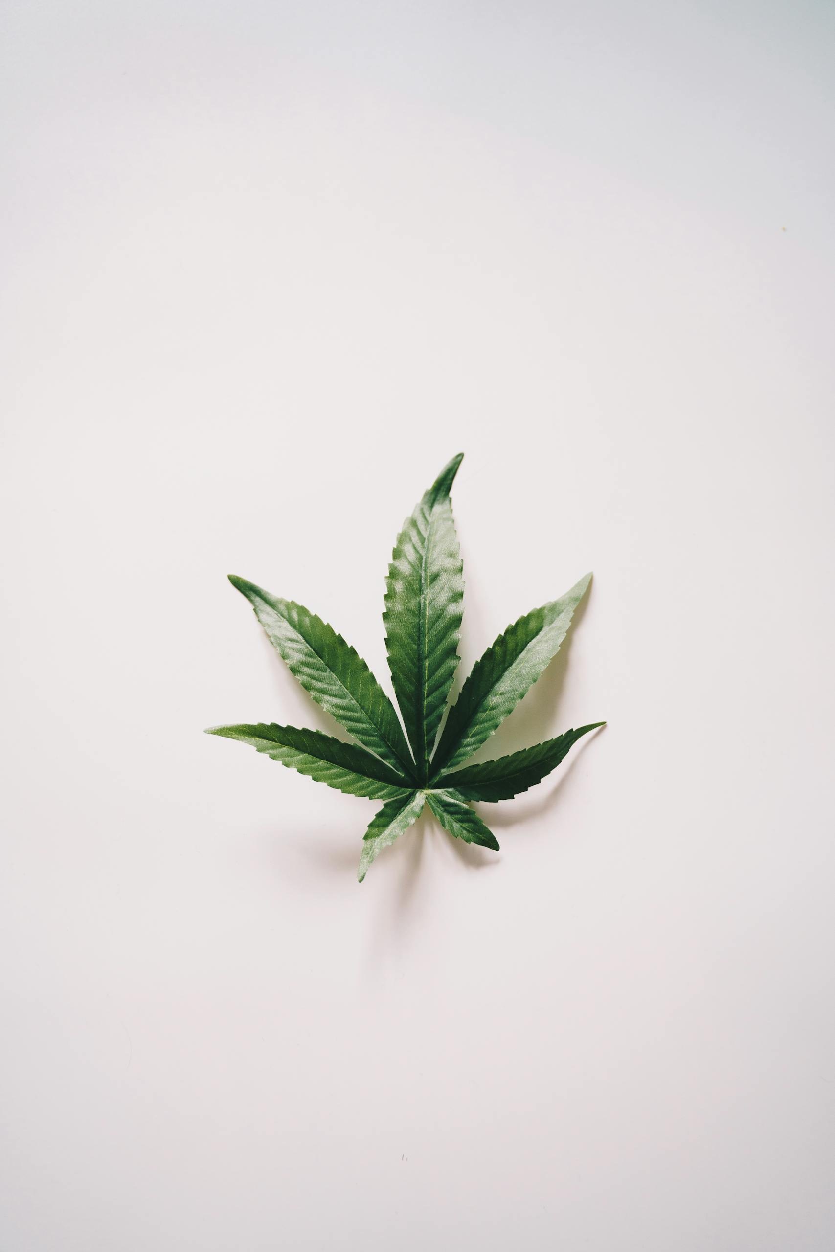 High-quality studio shot of a cannabis leaf against a white background, perfect for wellness themes.