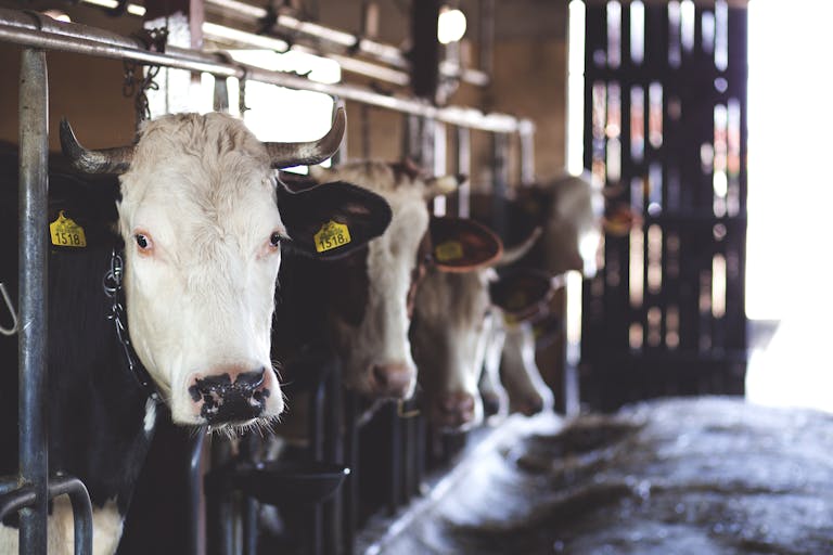 Holstein cows standing in a dairy barn, showcasing modern farming practices.