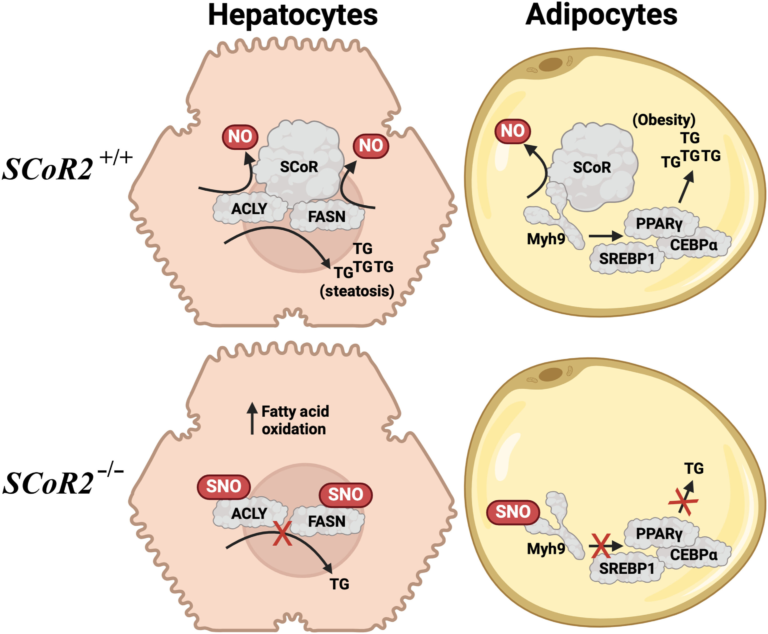 Scientists Discover a Key Enzyme That Controls Weight Gain and Cholesterol Levels
