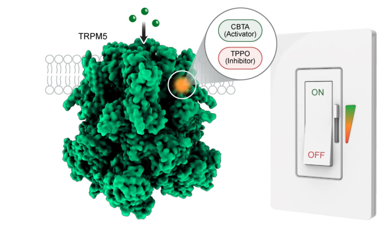Hidden Molecular Switch in the Body Controls Taste, Metabolism, and Gut Function