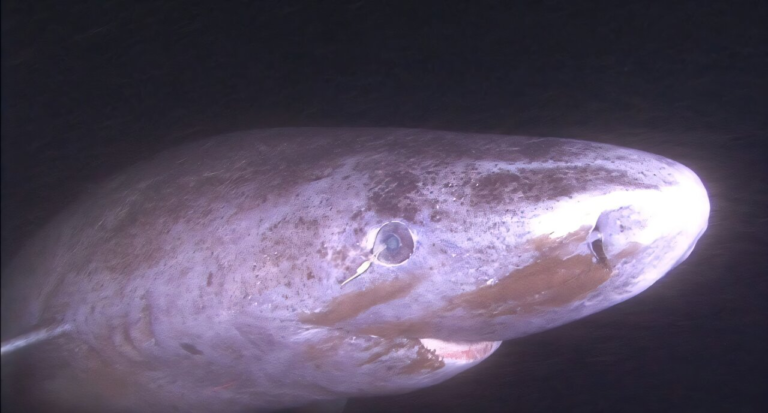 Eye-Opening Research Shows Greenland Sharks Can Maintain Vision for Centuries Through Powerful DNA Repair