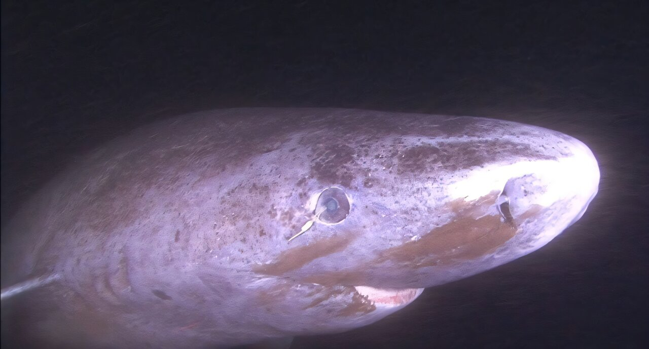 Eye-Opening Research Shows Greenland Sharks Can Maintain Vision for Centuries Through Powerful DNA Repair