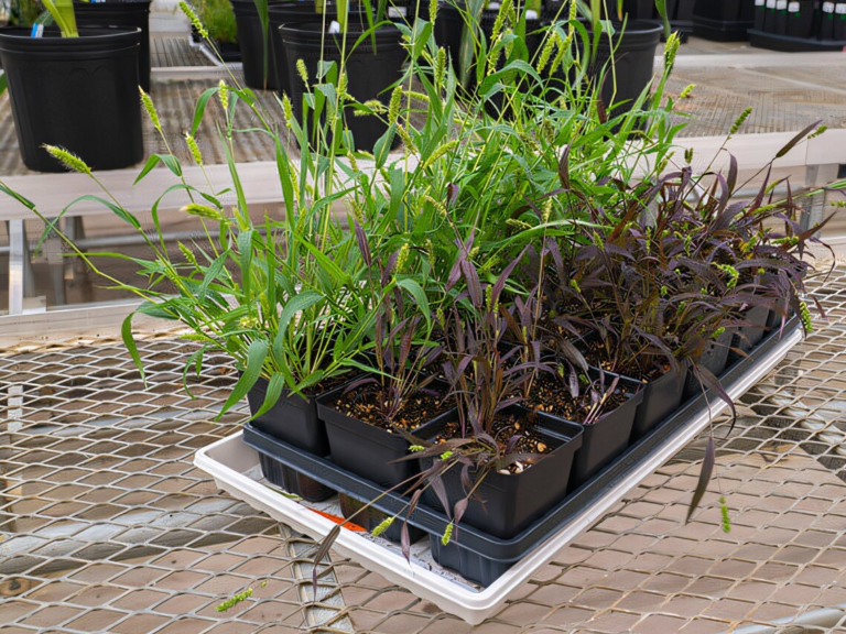 New Tools Turn Grain Crops Into Living Biosensors for Detecting Environmental Chemicals