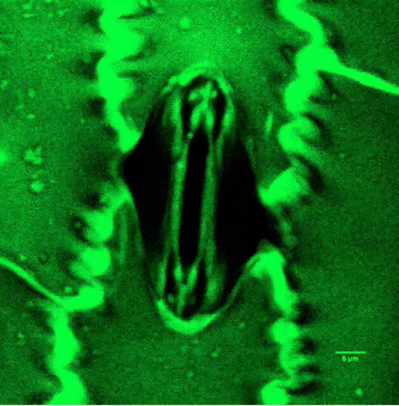 Stomata In-Sight System Lets Scientists Watch How Plants Breathe in Real Time