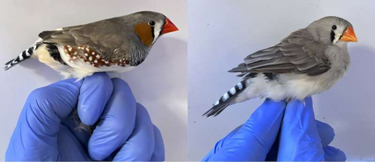 Orange Pigments in Birds and Red-Haired Humans May Protect Cells From Damage, New Study Finds