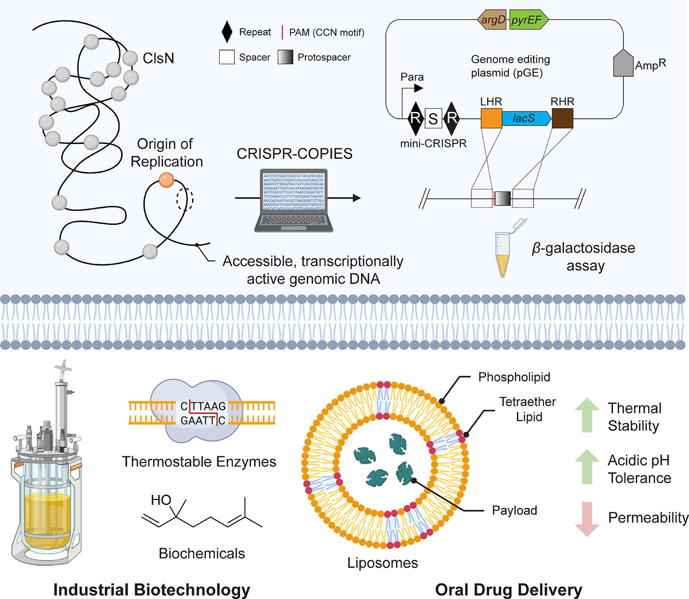 Sulfolobus islandicus Research Expands the Genetic Toolkit for Biotechnology and Drug Delivery Applications