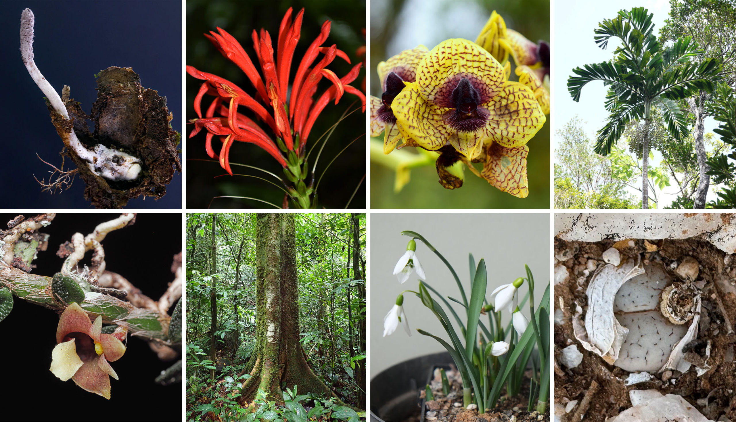 Zombie Fungi and Bloodstained Orchids Lead Kew’s Top 10 Plants and Fungi Newly Named to Science in 2025