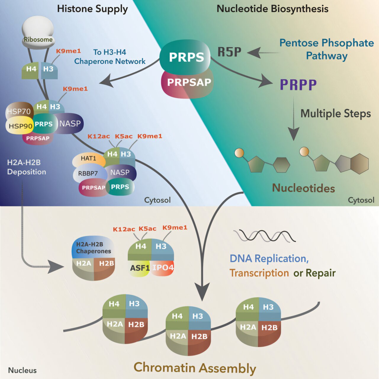 Understanding the Link Between Nucleotide Metabolism and Chromatin Assembly
