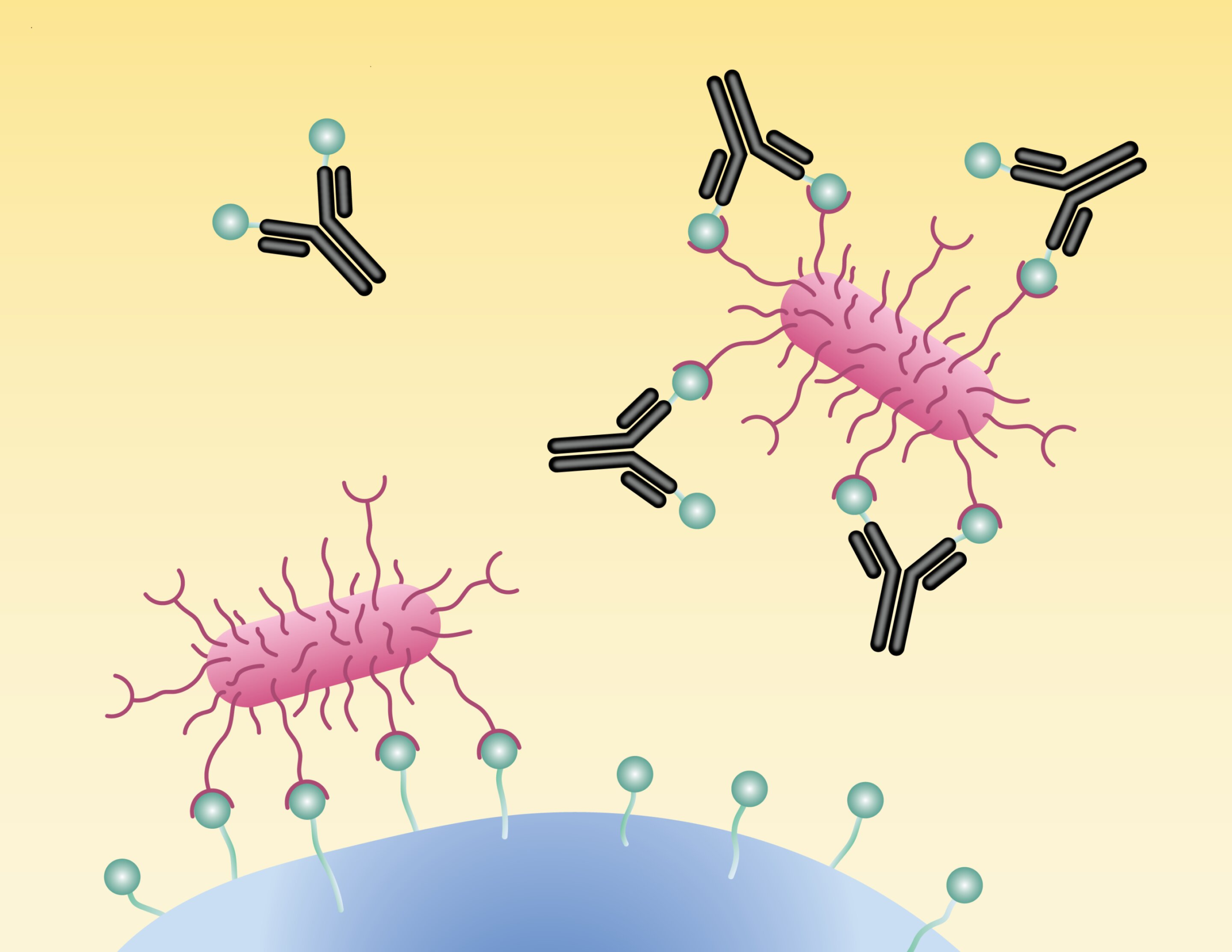 Antibodies’ Decoy Tactics for Outmaneuvering Pathogens Could Inspire Next-Generation Treatments