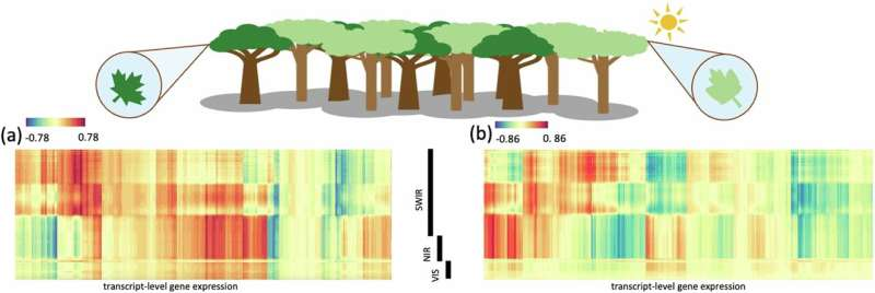 How Light Reflecting Off Leaves Could Help Scientists Detect Dying Forests Early