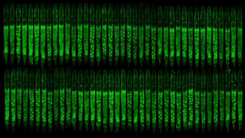 Cells Use Morse Code-Like Rhythms to Coordinate Growth