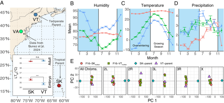 Fruit Flies’ Embryonic Stage Shows That Climate Adaptation Begins Much Earlier Than We Thought