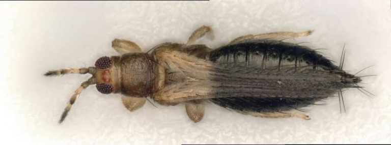 The Secrets of the Invasive Short-Spined Thrips and Why Scientists Are Paying Close Attention