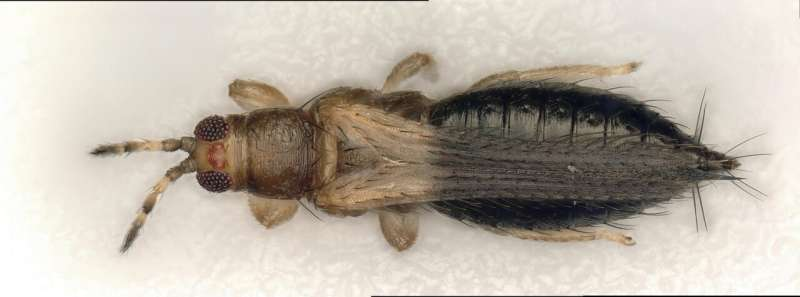 The Secrets of the Invasive Short-Spined Thrips and Why Scientists Are Paying Close Attention