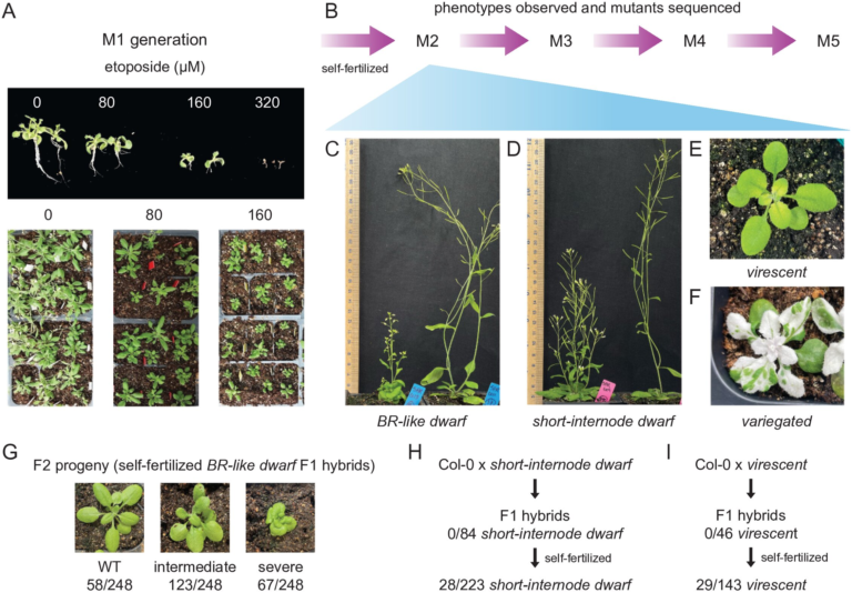 New Chemical Method Makes It Easier to Select Desirable Traits in Crops