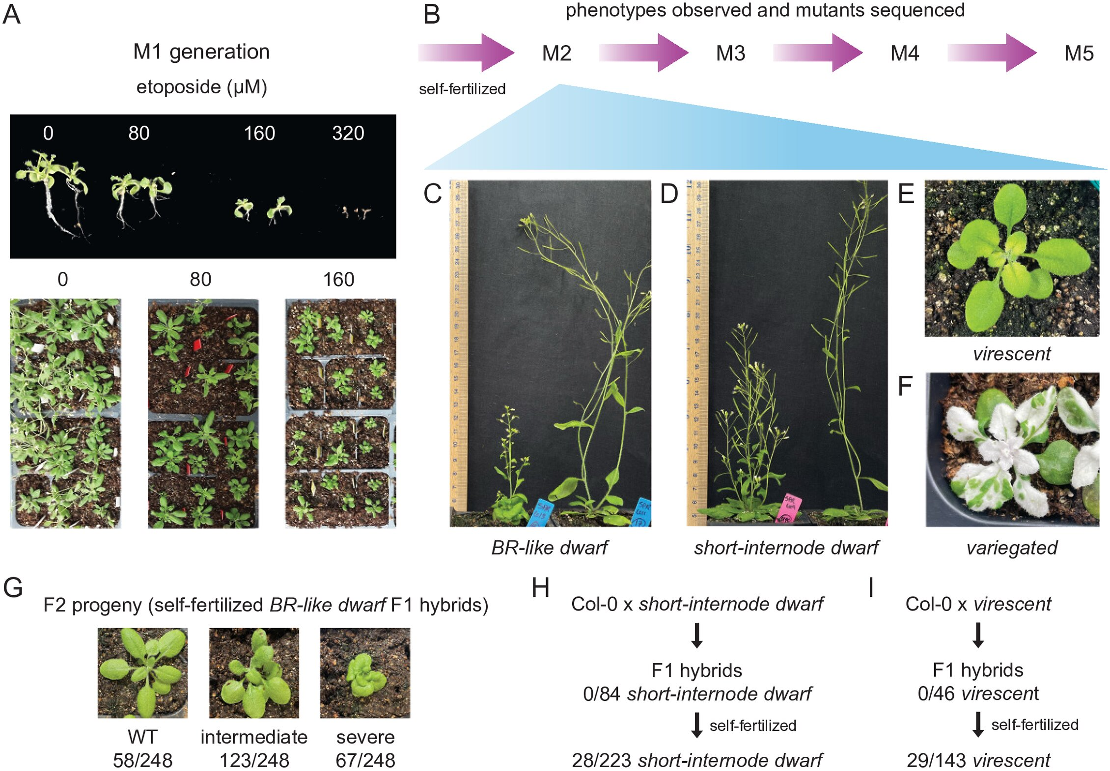 New Chemical Method Makes It Easier to Select Desirable Traits in Crops