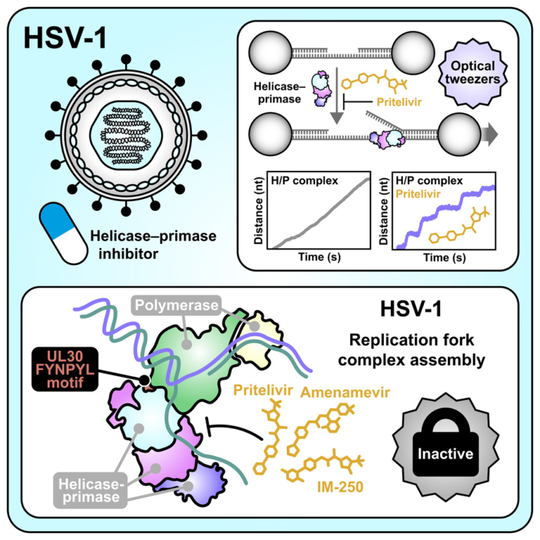 New Antiviral Drugs for Herpesviruses Reveal Exactly How They Shut Down Viral Replication