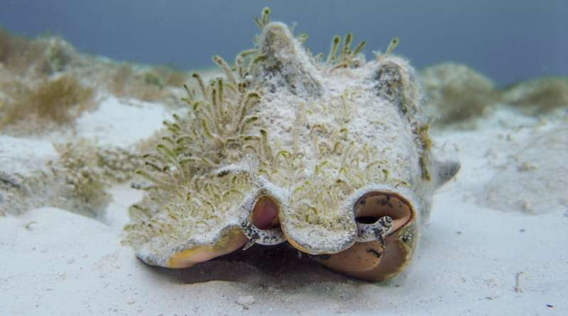 Queen Conch Hopping Behavior Is Shaping New Conservation Guidance for a Threatened Sea Snail