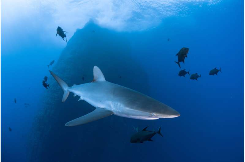 Silky Shark Tagging Study Reveals Gaps in Marine Protected Areas