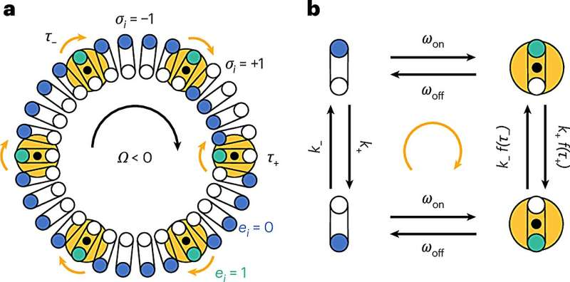 A Tug-of-War Explains a Decades-Old Question About How Bacteria Swim