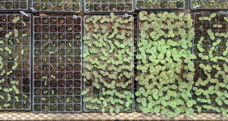Study Finds Food Waste Compost Is Less Effective Than Potting Mix Alone for Growing Seedlings