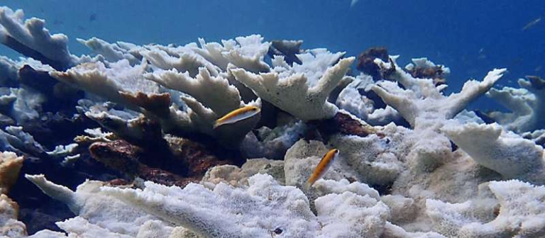 Catastrophic Heat Wave Wiped Out Two Endangered Corals in the Florida Keys and Raised Serious Questions About the Reef’s Future