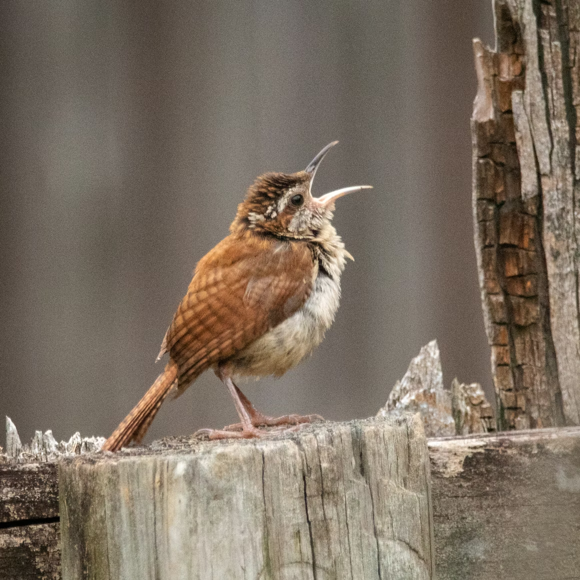 Birding Enthusiasts Can Help Songbirds Avoid Salmonella Epidemics