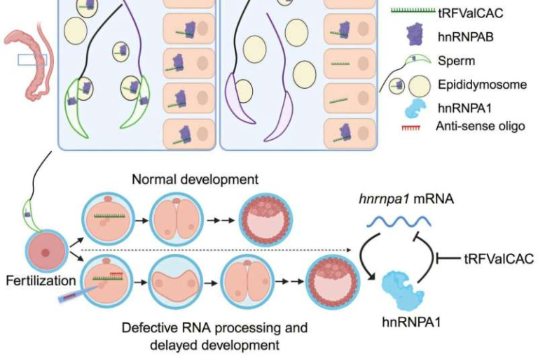Tiny RNA Molecules in Sperm Can Have a Big Impact on the Health of Babies