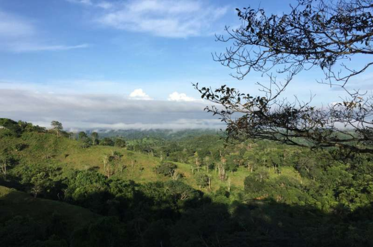 Recovering Tropical Forests Grow Back Nearly Twice as Fast With Nitrogen