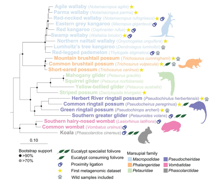 A CRISPR Fingerprint of Pathogenic Candida auris Fungi Is Changing Precision Diagnostics