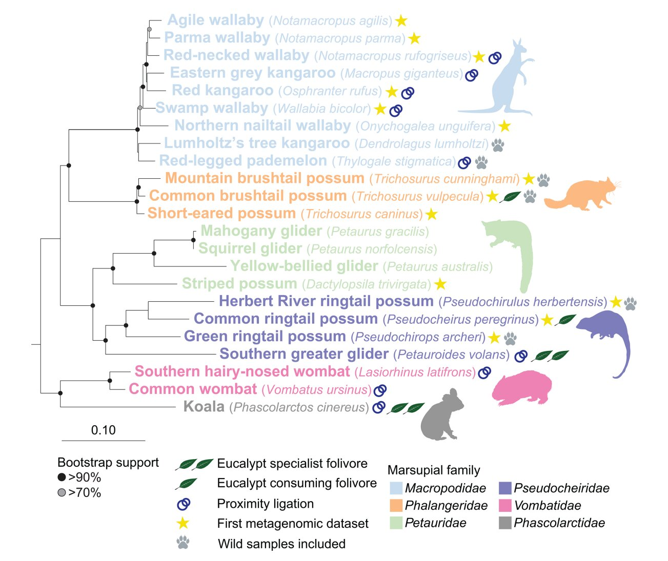 A CRISPR Fingerprint of Pathogenic Candida auris Fungi Is Changing Precision Diagnostics