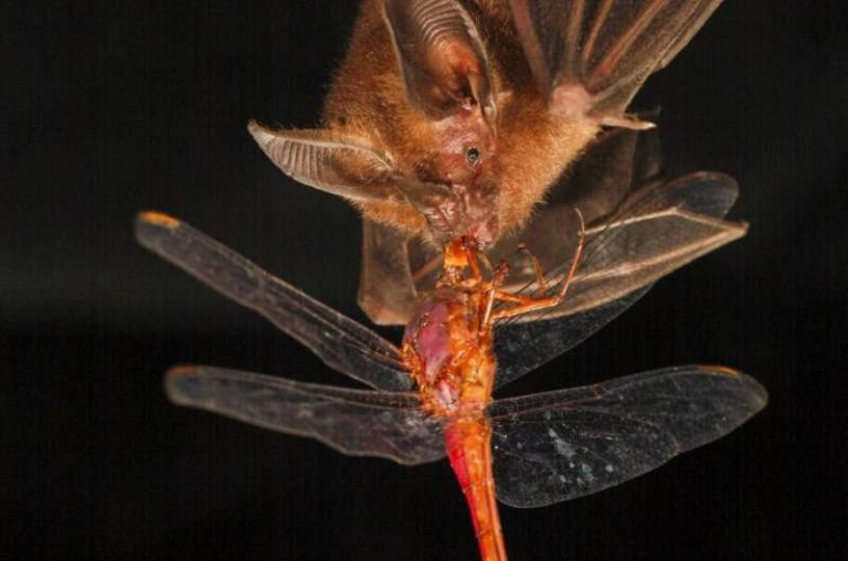 Can a Bat Catch Prey on a Mirror Using Echolocation? Scientists Reveal Expert Foraging Skills with the Help of a Robot