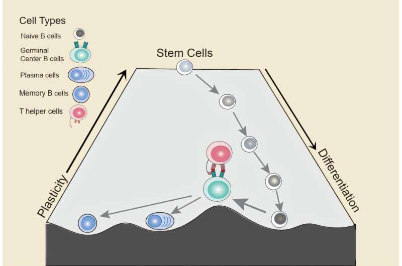 B Cells Can Temporarily Revert to a Stem-Like State, Potentially Raising the Risk of Lymphoma